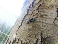 Calydon submetallicum