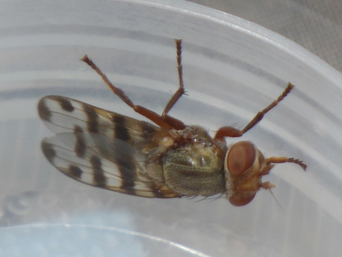 Unknown species found near Comstock, Spokane, WA 99203, USA