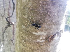 Calydon submetallicum