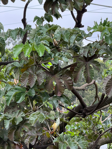 Cecropia polystachya, photograph 2