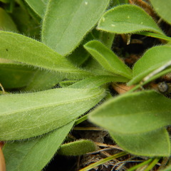 Aster alpinus vierhapperi