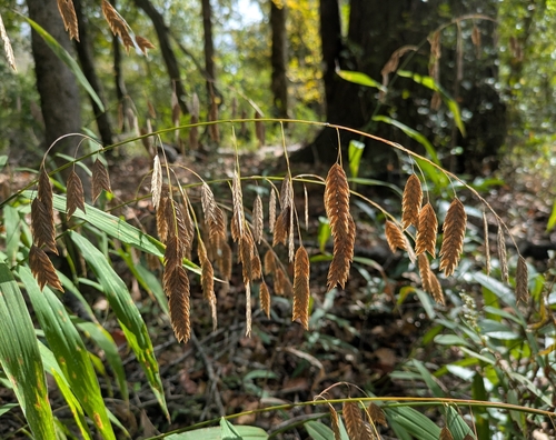 river oats