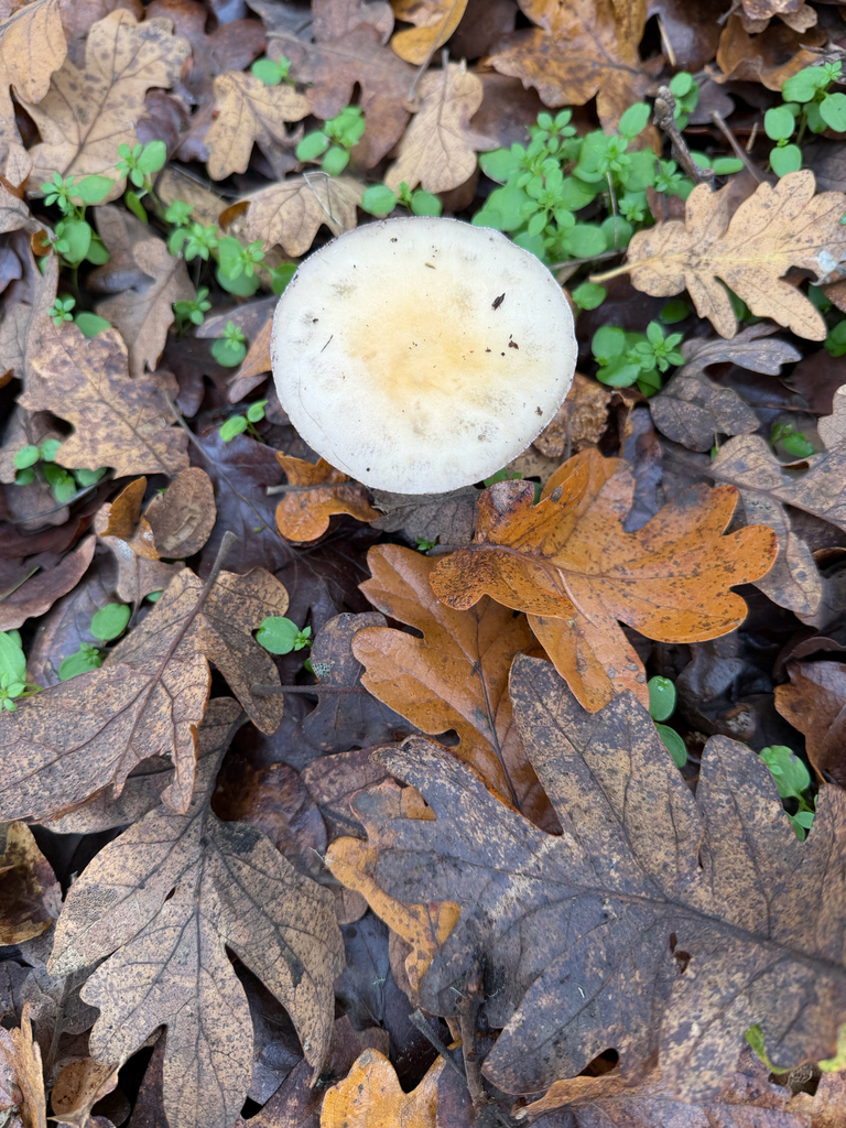 Stropharia ambigua · November 2025 · photo: © judisanders (iNaturalist, cc-by)