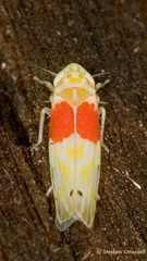 Eratoneura osborni