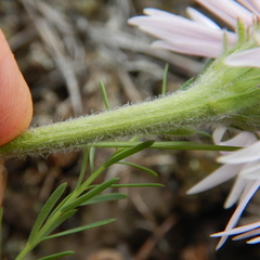 Aster alpinus vierhapperi