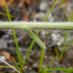 Aster alpinus vierhapperi