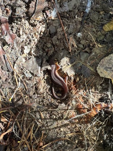 iNaturalist observation photo of California Newt