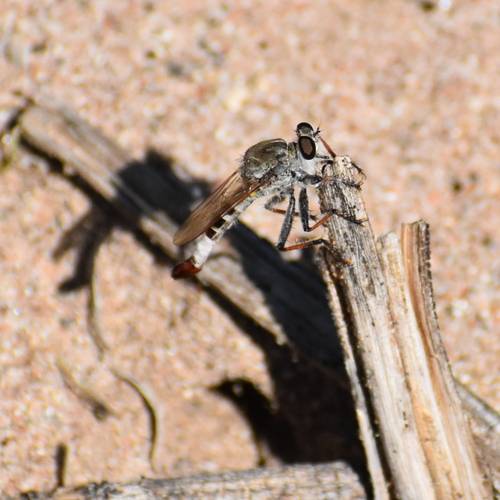 Unknown species found near Coon Bluff Recreation Area, Coon Bluff Rd, Mesa, AZ 85215, USA
