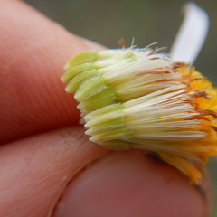 Aster alpinus vierhapperi