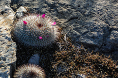 Mammillaria haageana conspicua