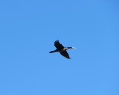 Phalacrocorax carbo hanedae