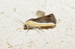 Ponometia exigua