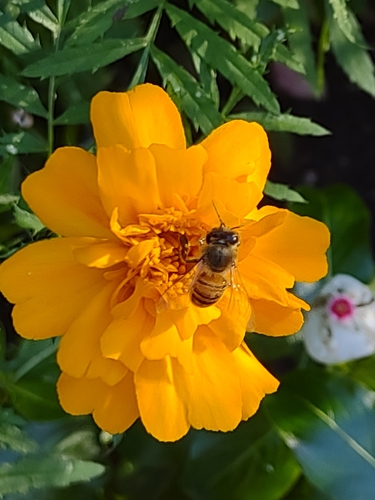 Bee