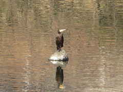 Phalacrocorax carbo hanedae