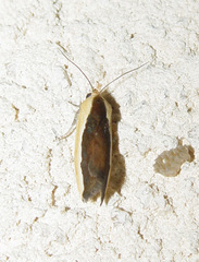 Ponometia exigua