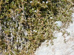 Delosperma litorale