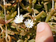 Delosperma litorale