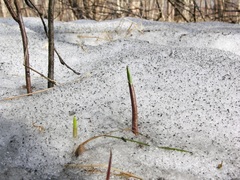 Allium ochotense