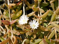 Delosperma litorale