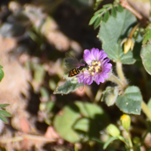Unknown species found near Coon Bluff Recreation Area, Coon Bluff Rd, Mesa, AZ 85215, USA