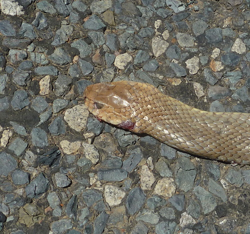 Eastern Brown Snake sighting