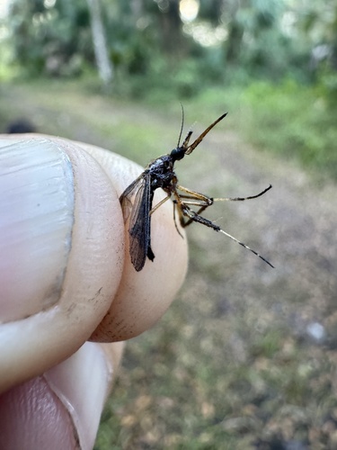 Unknown species found near Italian Farms Trail, Jupiter, FL, US