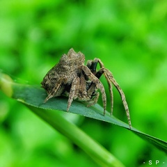 Poltys illepidus