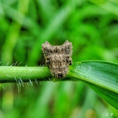Poltys illepidus