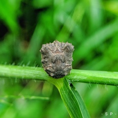 Poltys illepidus