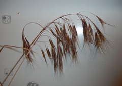 Bromus tectorum