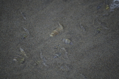 Olivella columellaris