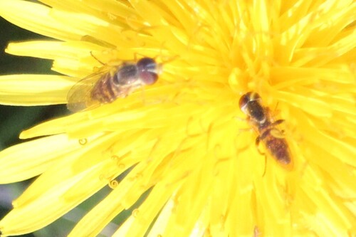 Unknown species found near Cayuga Heights, NY 14850, USA