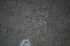 Olivella columellaris