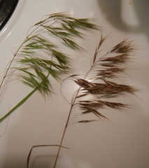 Bromus tectorum