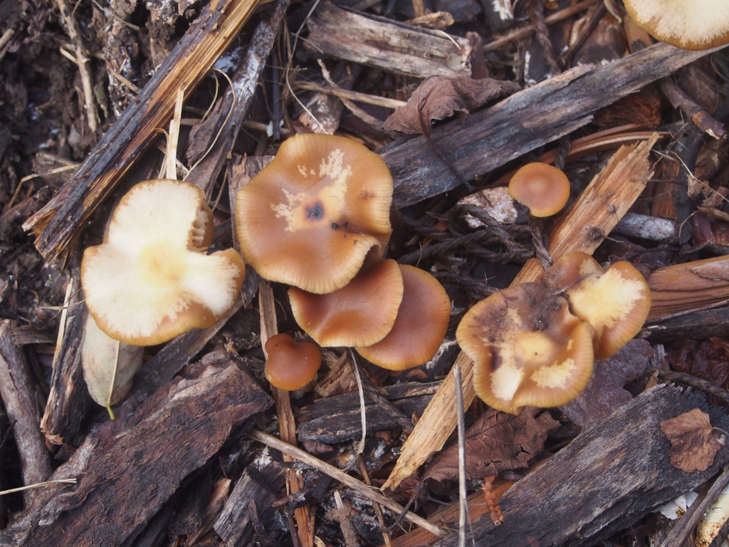 Psilocybe cyanescens · November 2025 · photo: © anthocyana (iNaturalist, cc-by-nc)