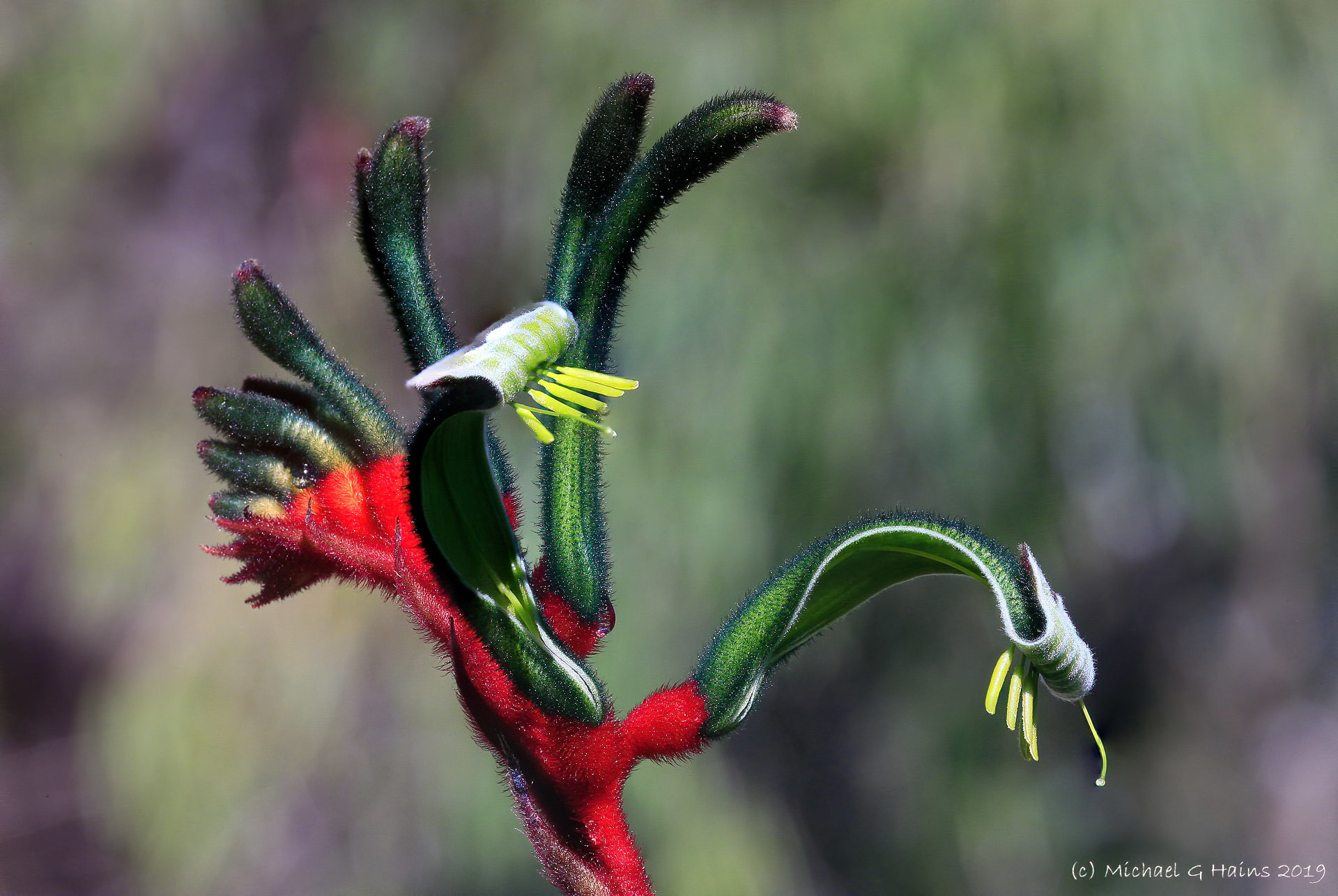 Kangaroo paws (Genus Anigozanthos) · iNaturalist