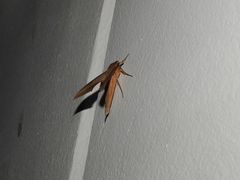 Xylophanes libya