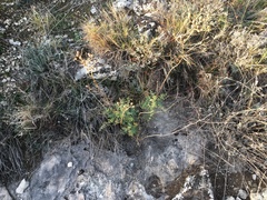 Ruta angustifolia