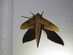 Xylophanes libya