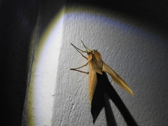 Xylophanes libya