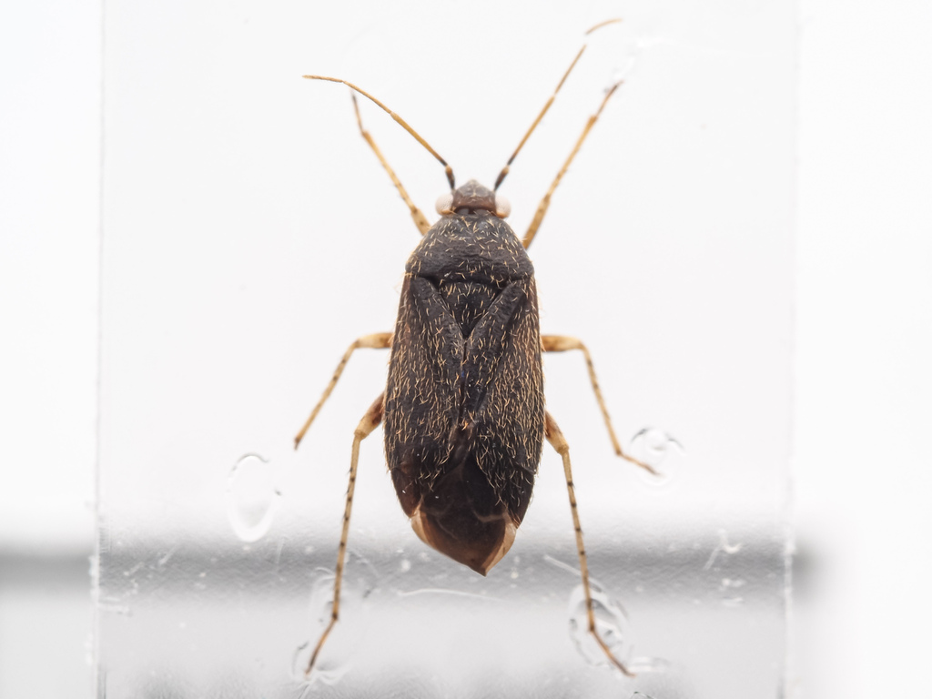 Plagiognathus davisi