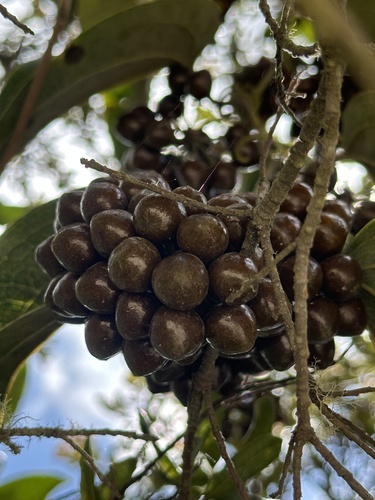 Smilax tomentosa, photograph 4