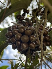 Smilax tomentosa, photograph (c) Nicolás Baresch Uribe, some rights reserved (CC BY)