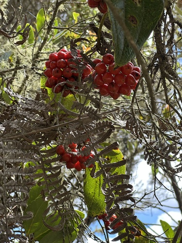 Smilax tomentosa, photograph 5