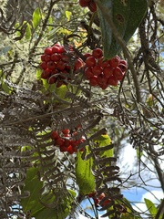 Smilax tomentosa, photograph (c) Nicolás Baresch Uribe, some rights reserved (CC BY)