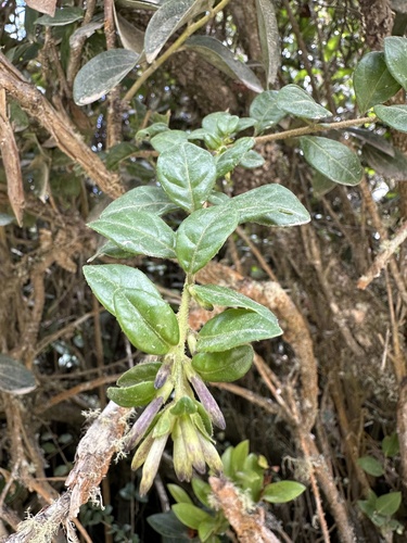 Cestrum buxifolium, photograph 3