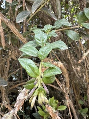 Cestrum buxifolium, photograph (c) Nicolás Baresch Uribe, some rights reserved (CC BY)