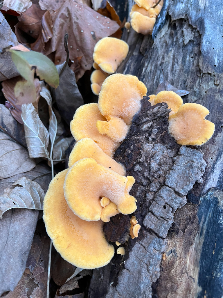 Phyllotopsis nidulans · November 2025 · photo: © joeylikesbirds (iNaturalist, cc-by)