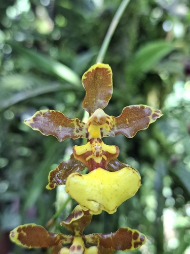 Oliganthum Oncidium
