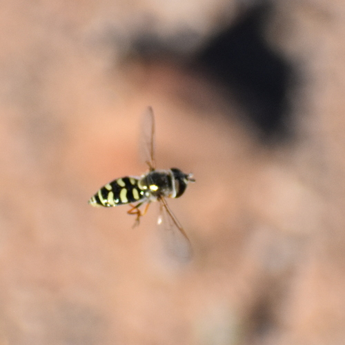 Unknown species found near Coon Bluff Recreation Area, Coon Bluff Rd, Mesa, AZ 85215, USA